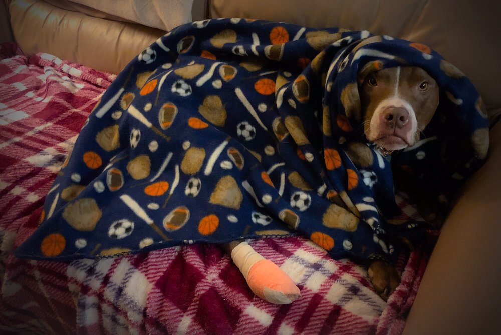 Irvine Boulevard Animal Hospital